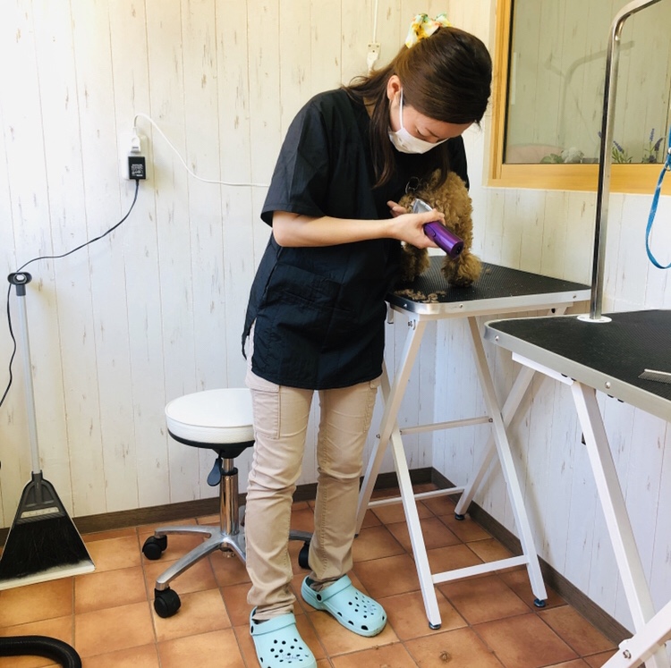 333 Dog-Care トリミングの道具店