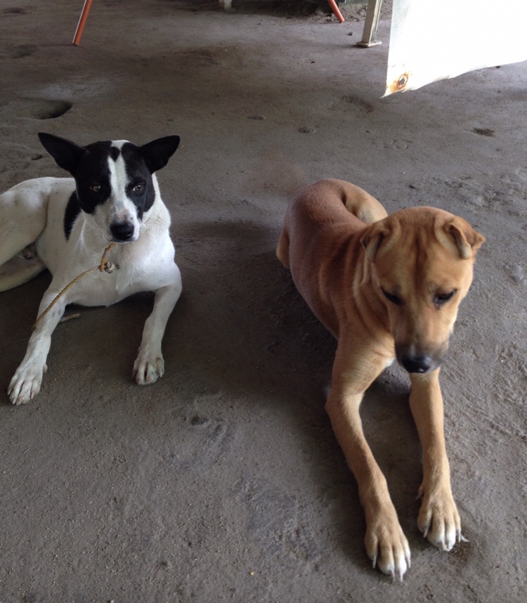 333 Dog-Care トリミングの道具店