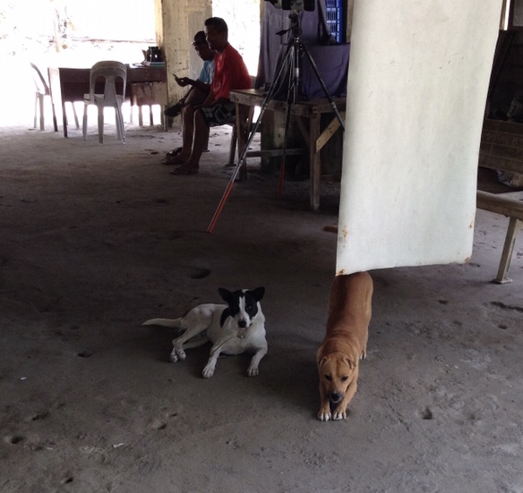 333 Dog-Care トリミングの道具店