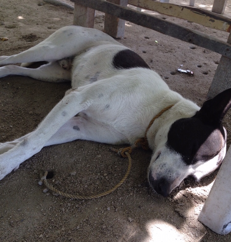 333 Dog-Care トリミングの道具店