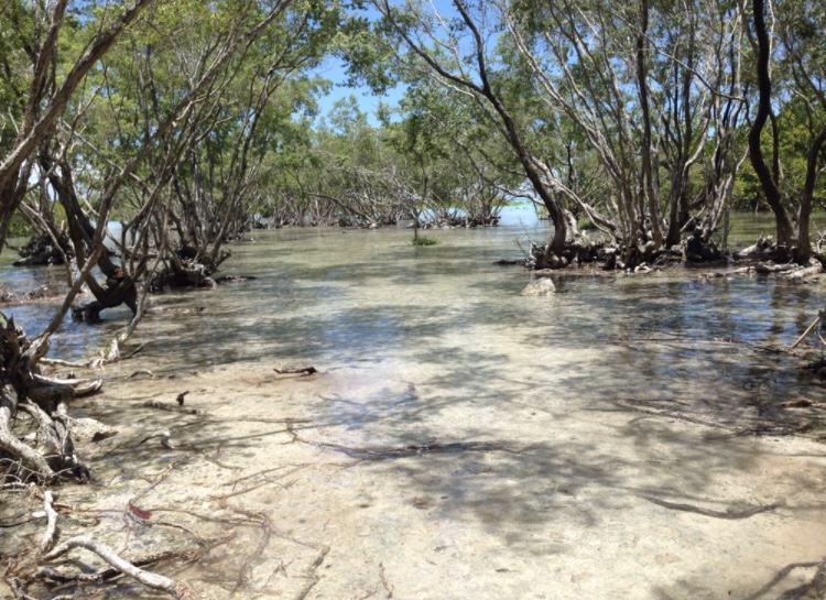 333 Dog-Care トリミングの道具店