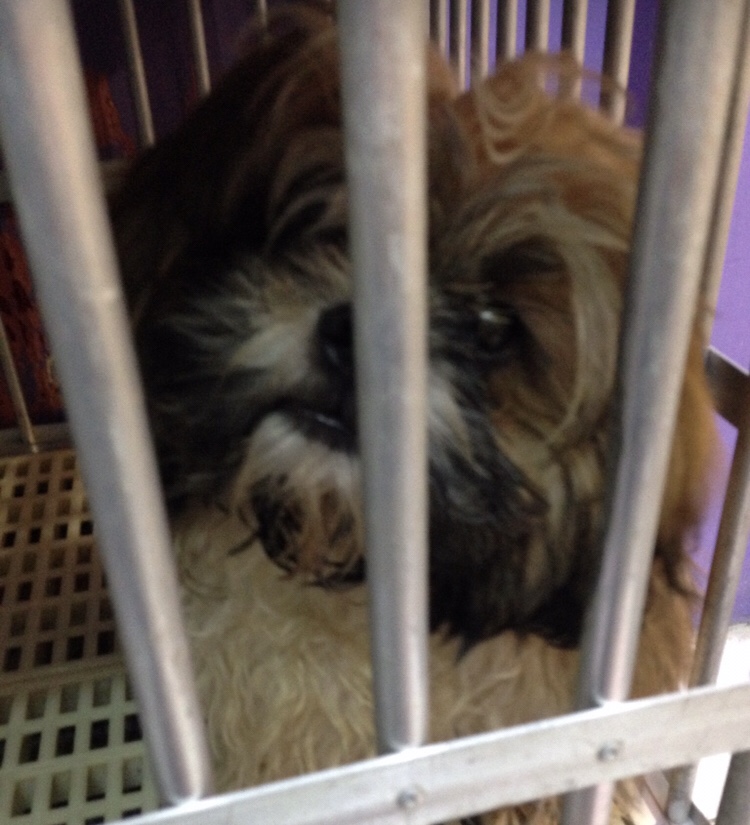 333 Dog-Care トリミングの道具店