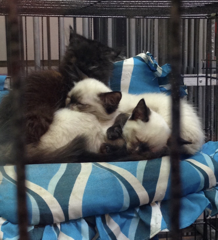 333 Dog-Care トリミングの道具店