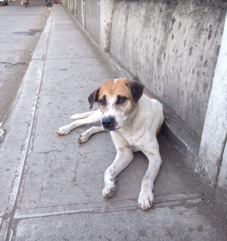 333 Dog-Care トリミングの道具店