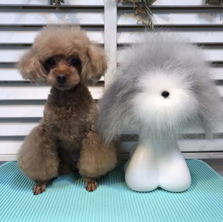 333 Dog-Care トリミングの道具店