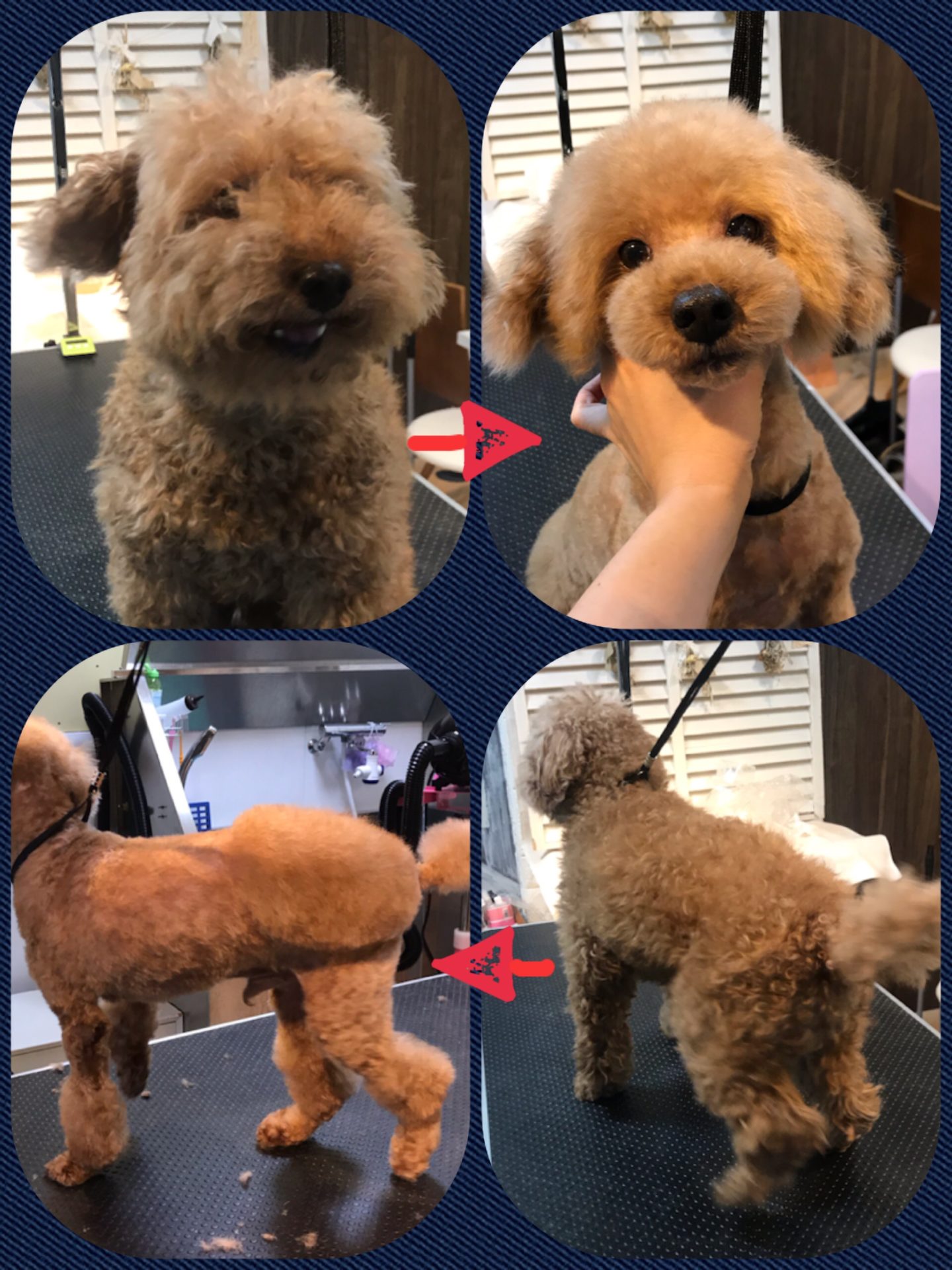 333 Dog-Care トリミングの道具店