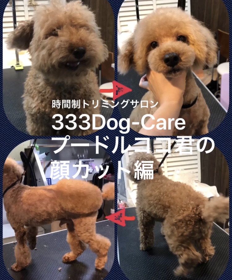 333 Dog-Care トリミングの道具店