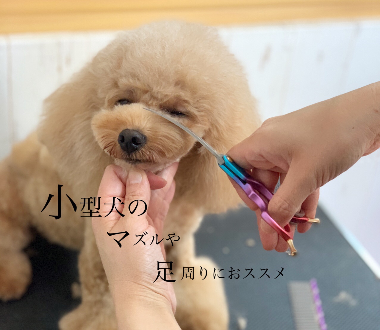333 Dog-Care トリミングの道具店