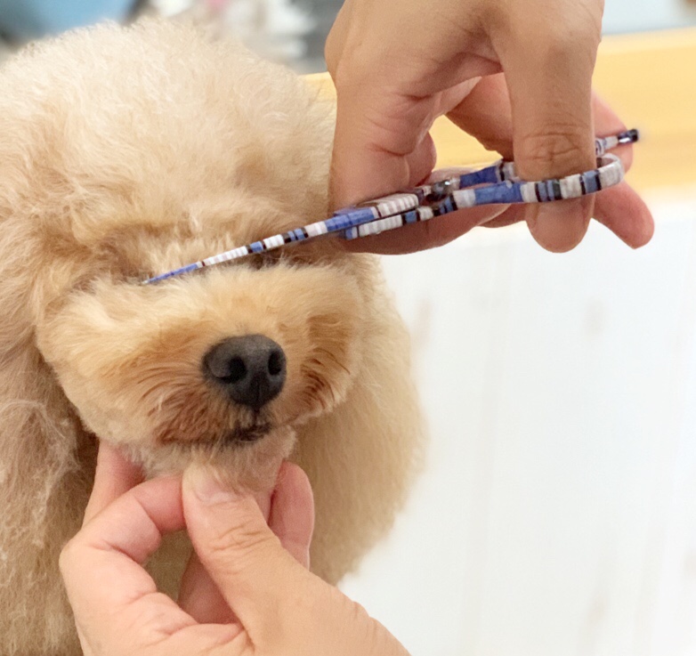 333 Dog-Care トリミングの道具店