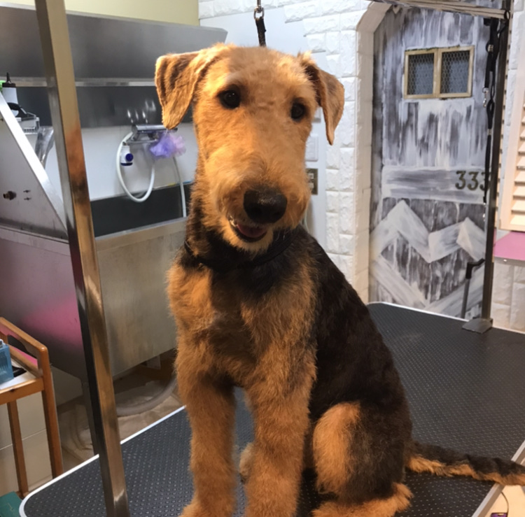 333 Dog-Care トリミングの道具店