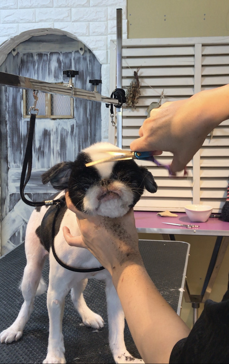 333 Dog-Care トリミングの道具店