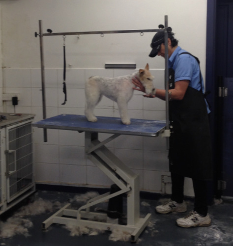 333 Dog-Care トリミングの道具店