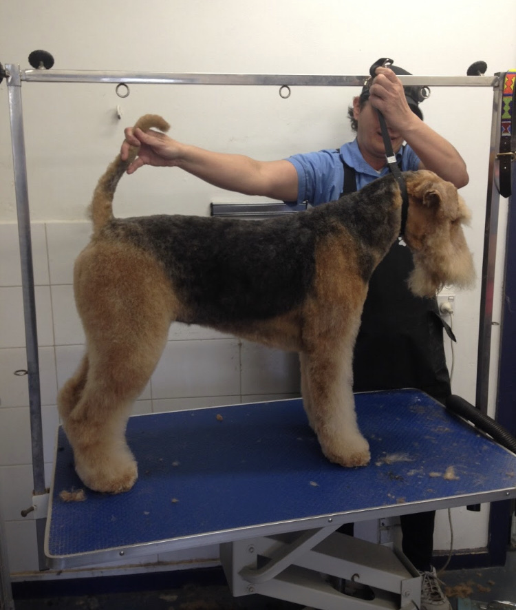 333 Dog-Care トリミングの道具店