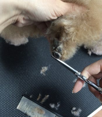 パッドにかかる毛を5,5インのプリンセスシザーでカットしています。