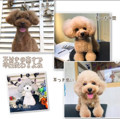 トリミング練習用＜ドッグボディ＆ウィッグ＞のウィッグの取り付け方をご紹介します♫ – 333 Dog-Care トリミングの道具店