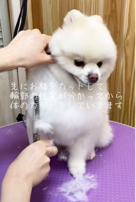 21 2 2 Instagram投稿 333 Dog Care トリミングの道具店