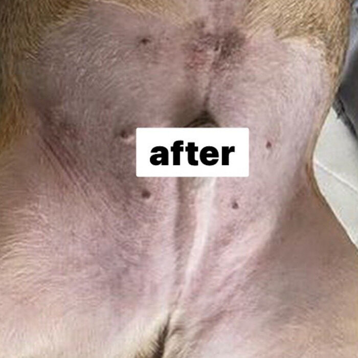 333 Dog-Care トリミングの道具店