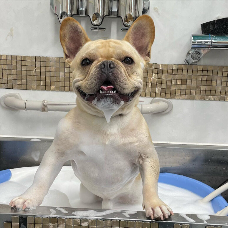 333 Dog-Care トリミングの道具店