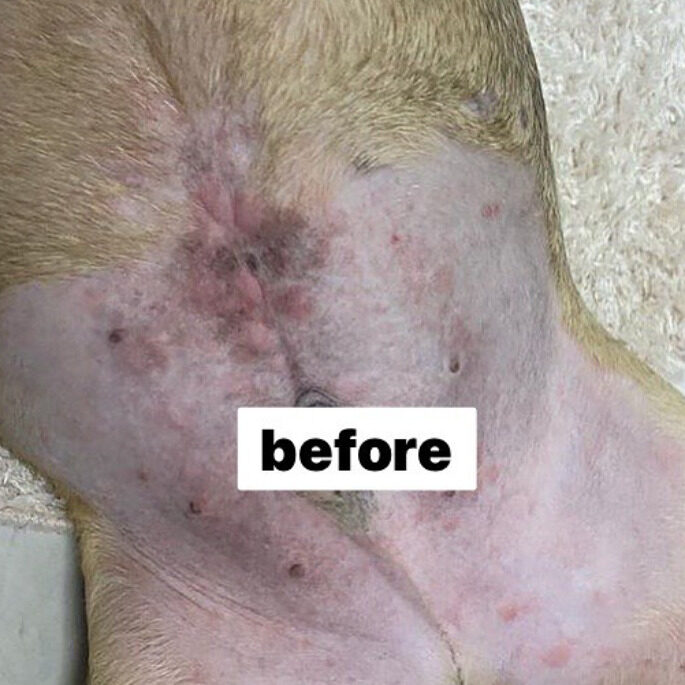 333 Dog-Care トリミングの道具店