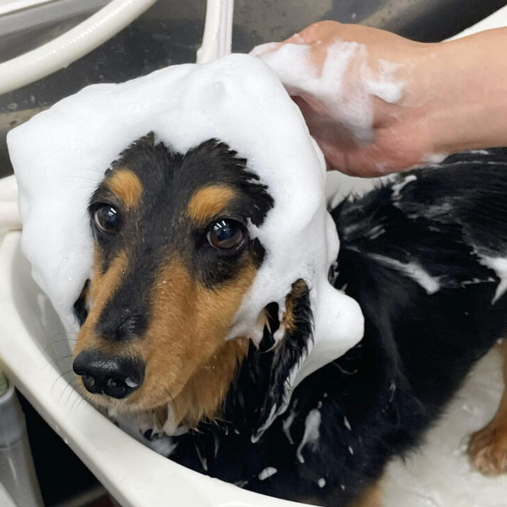 333 Dog-Care トリミングの道具店