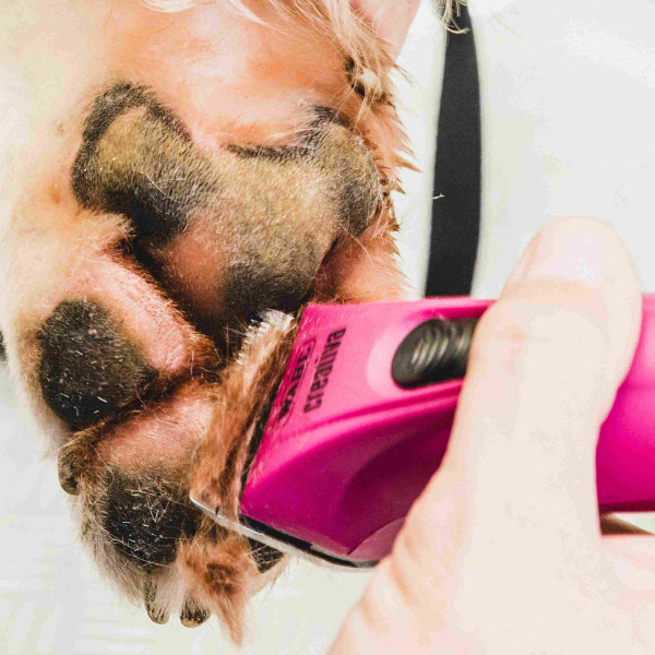 333 Dog-Care トリミングの道具店