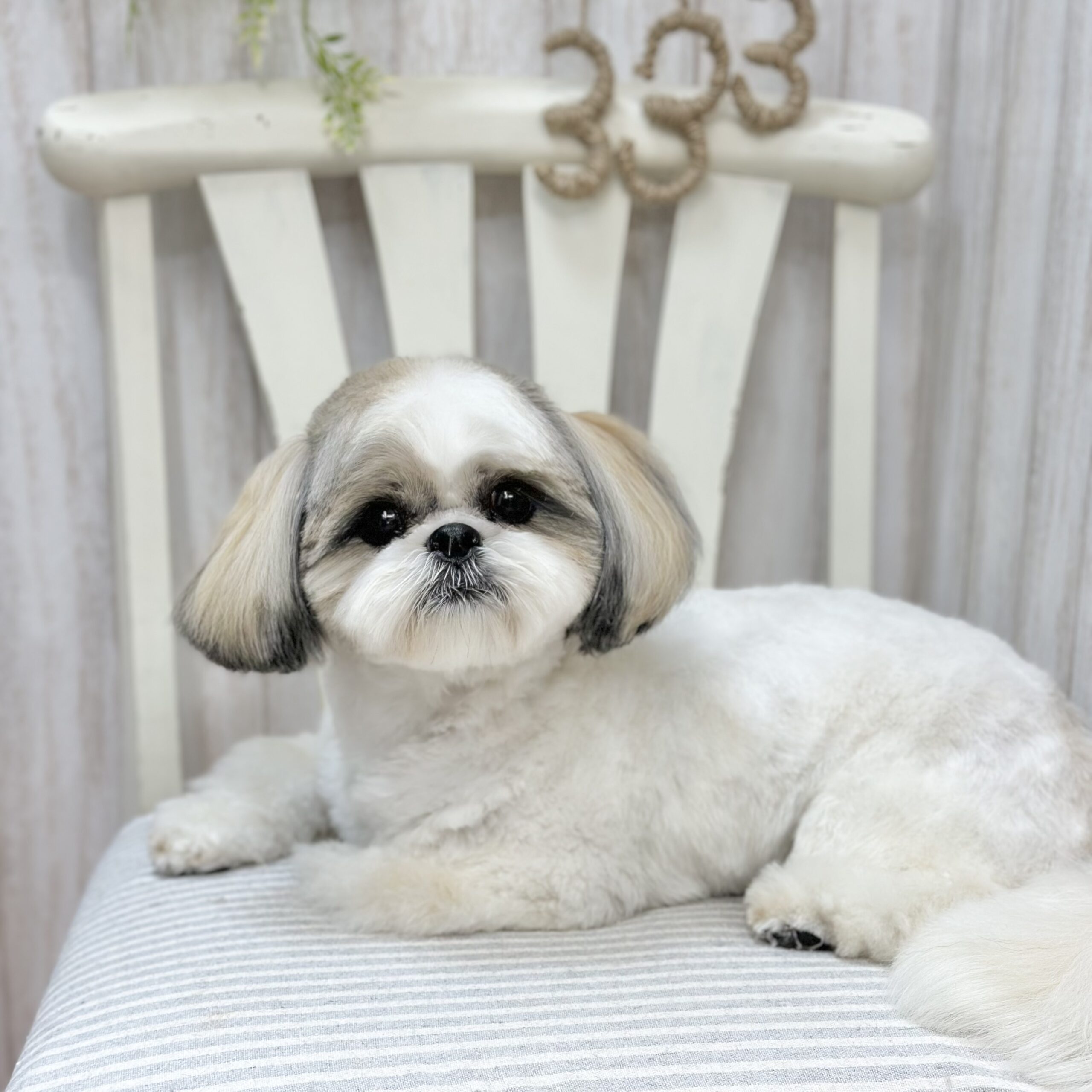 333 Dog-Care トリミングの道具店