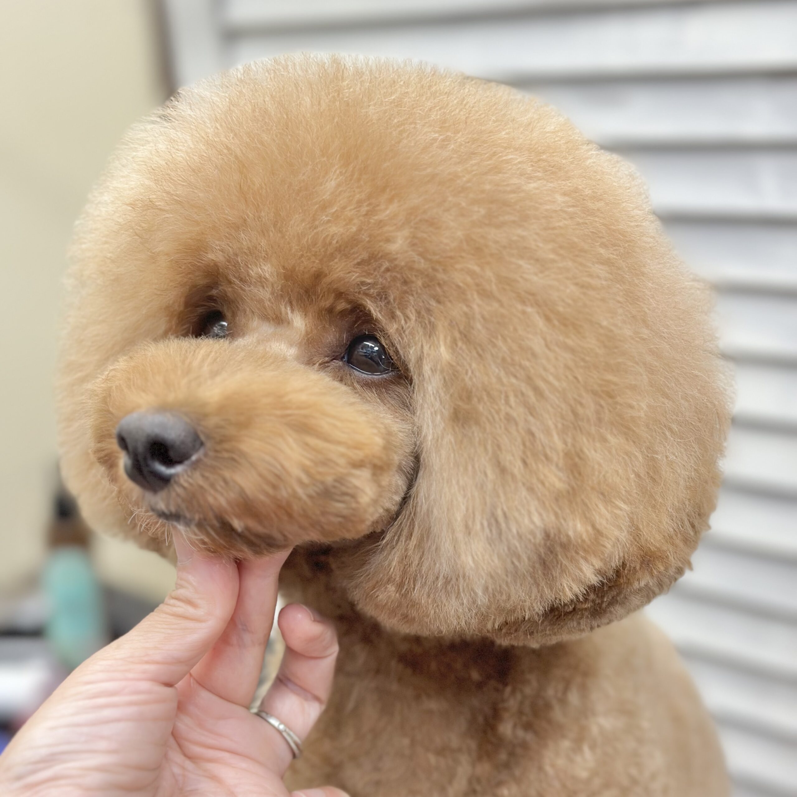 333 Dog-Care トリミングの道具店