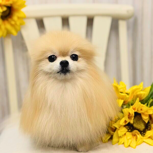 Acoco/シャンプー/アフター