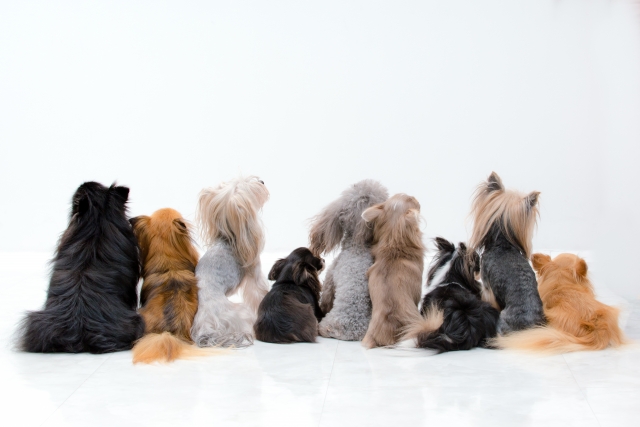 333 Dog-Care トリミングの道具店