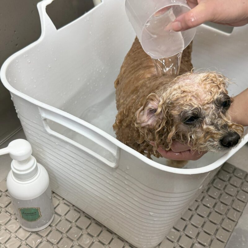 トイプードルが温浴している