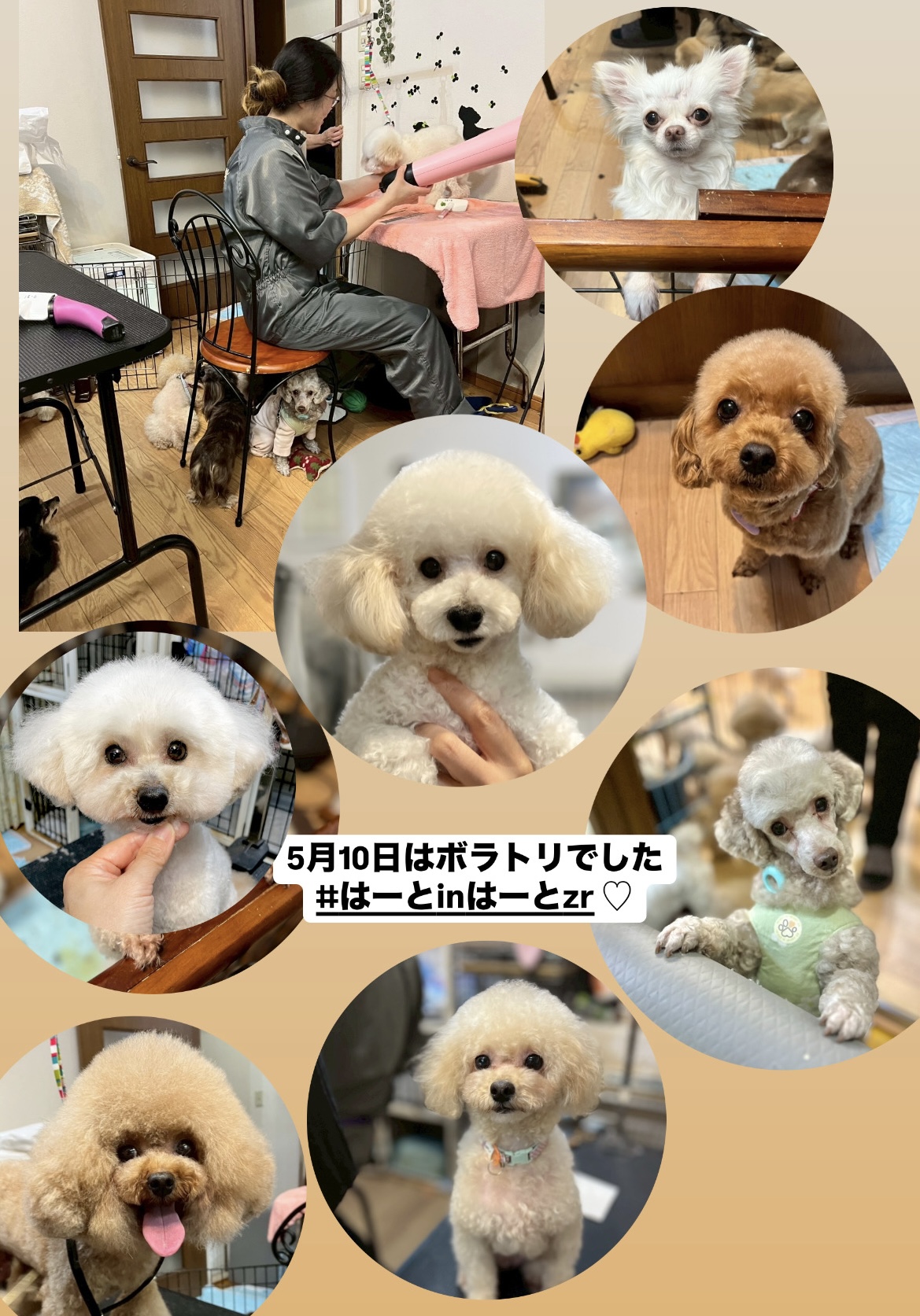 333 Dog-Care トリミングの道具店