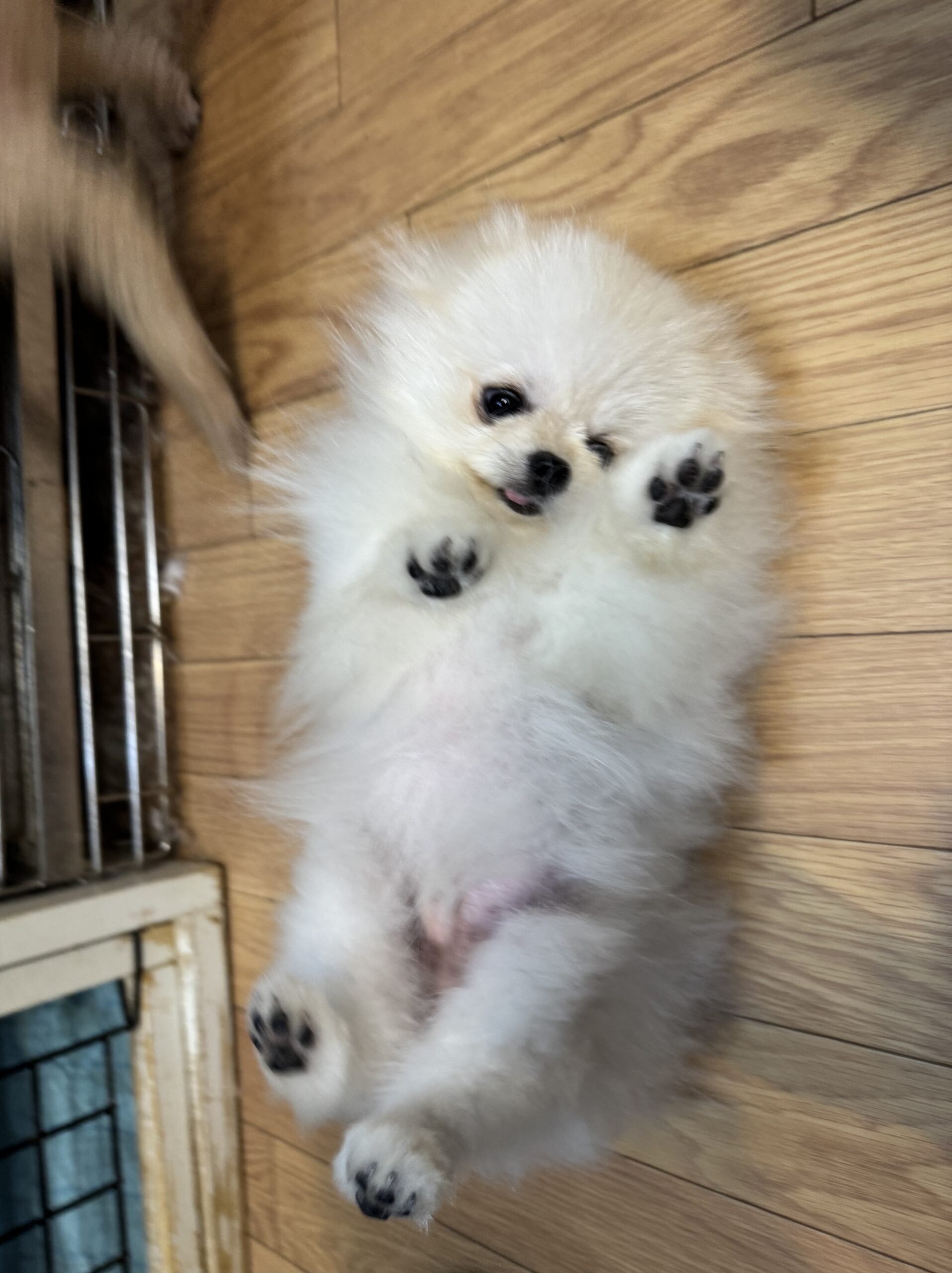 333 Dog-Care トリミングの道具店