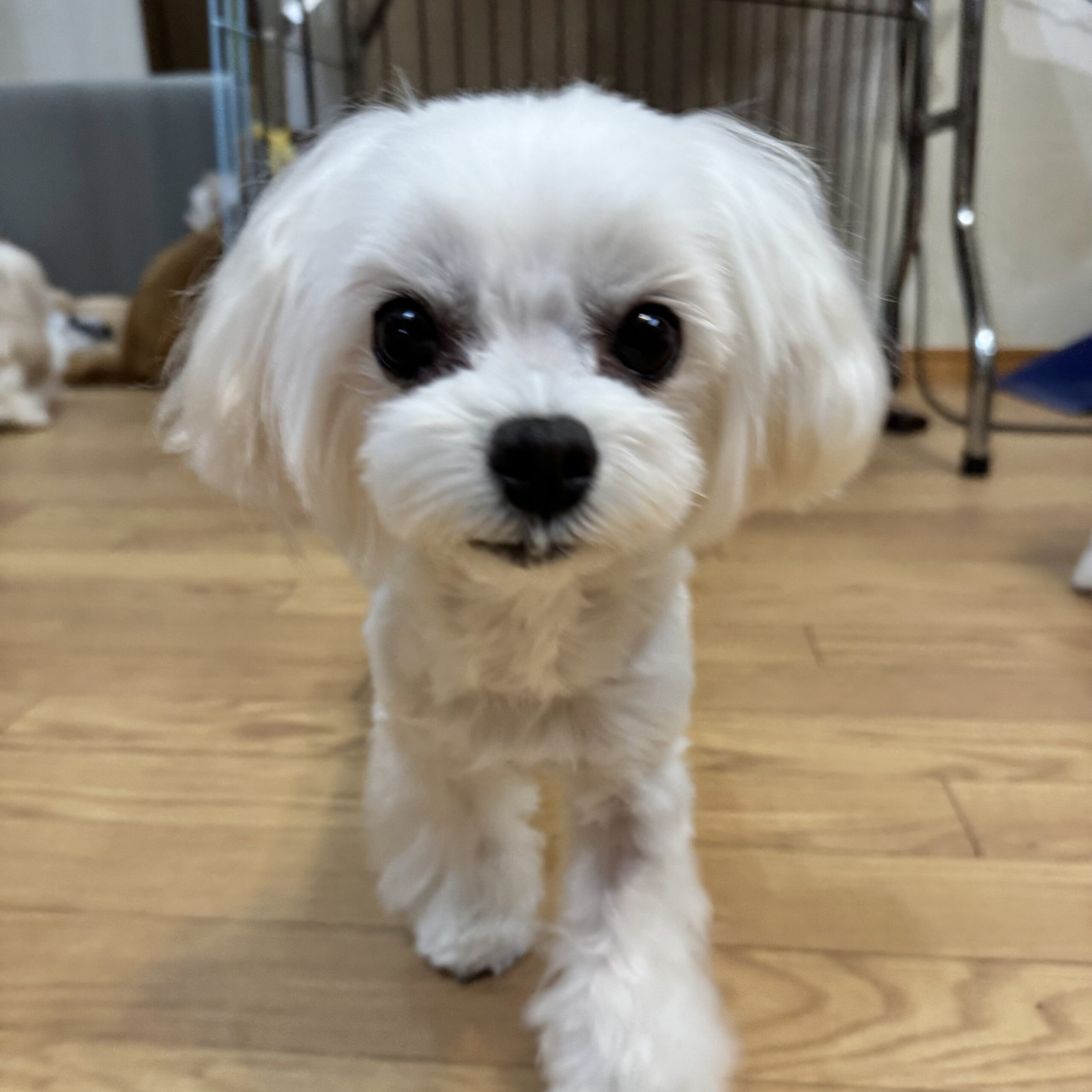 333 Dog-Care トリミングの道具店