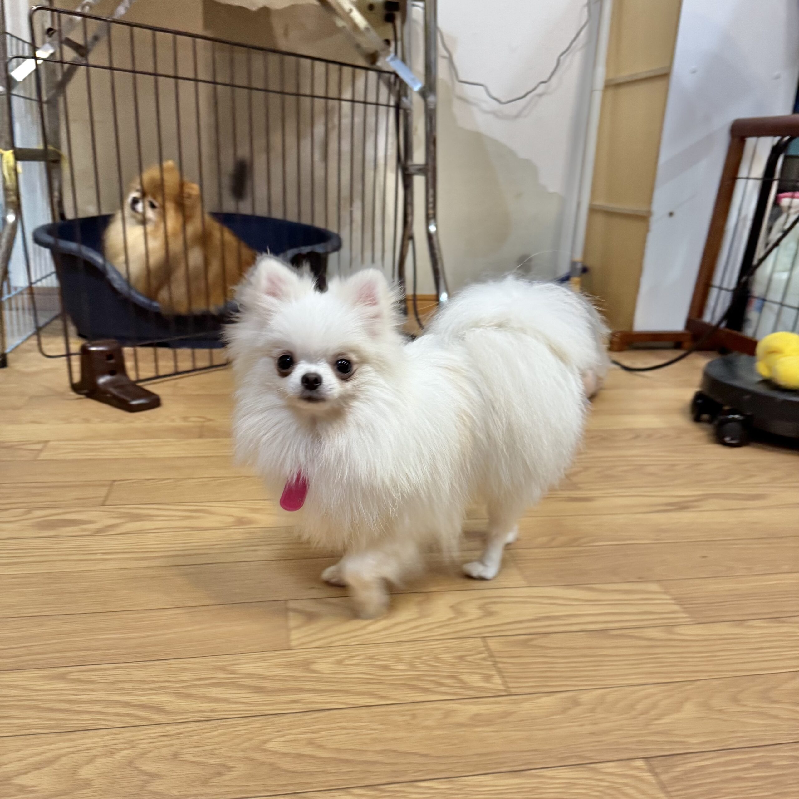 333 Dog-Care トリミングの道具店