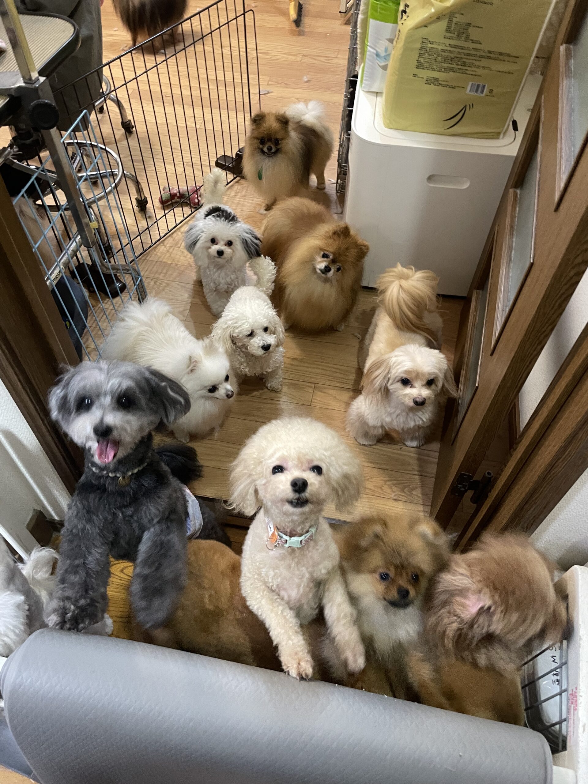 333 Dog-Care トリミングの道具店