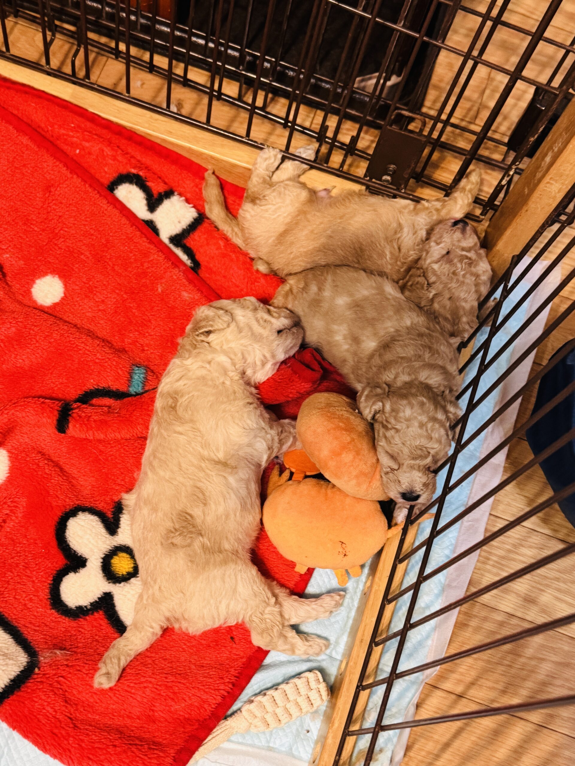 333 Dog-Care トリミングの道具店