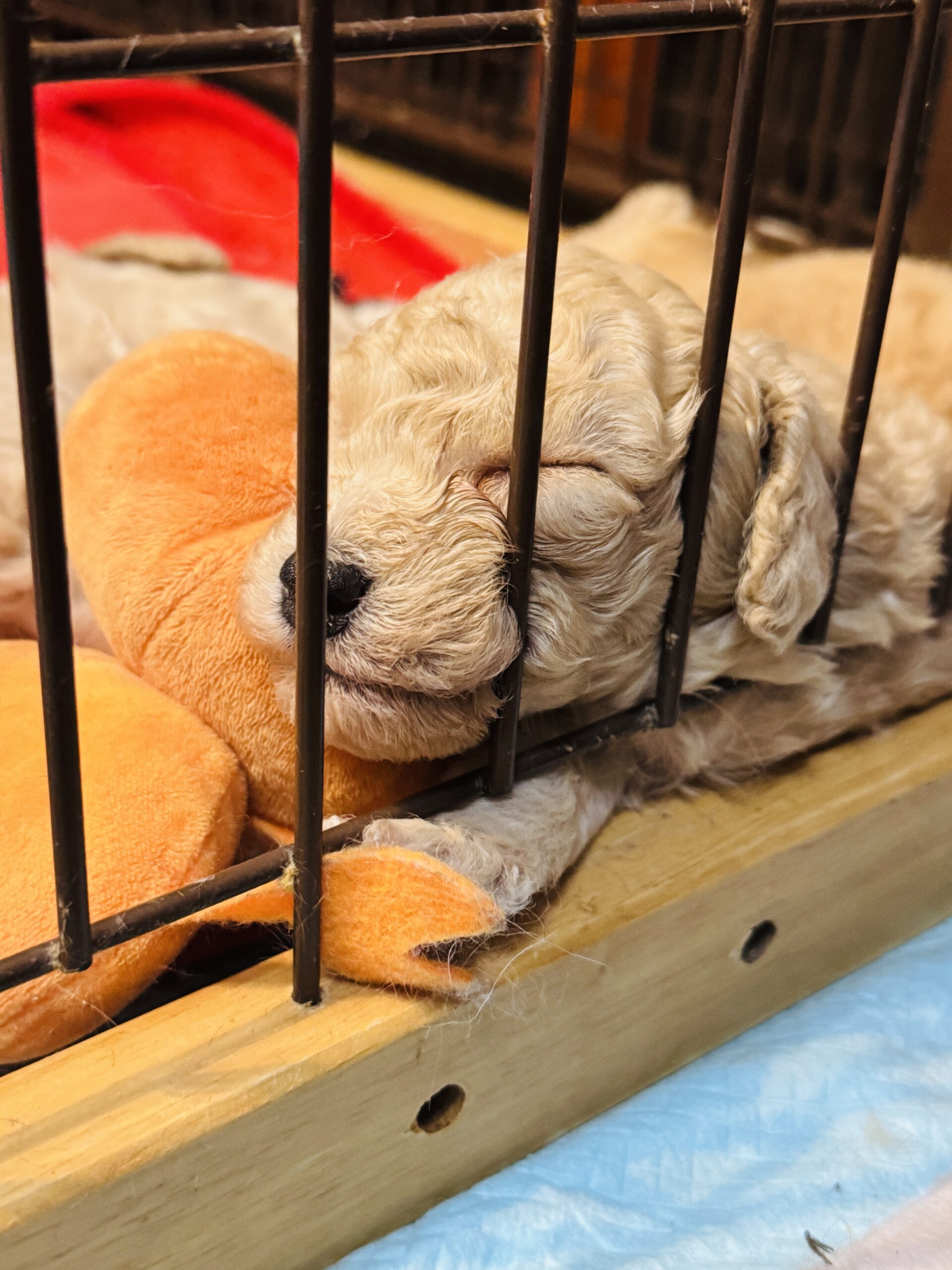 333 Dog-Care トリミングの道具店