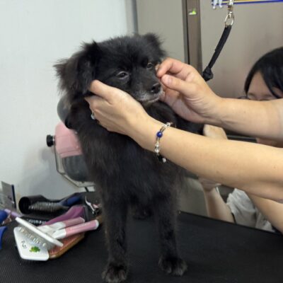 保護犬のケアをしている333Dog-Care 鈴木沙織