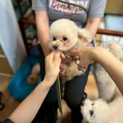 333Dog-Care 鈴木沙織がボランティアさんの膝の上にいる保護犬をトリミングをしている
