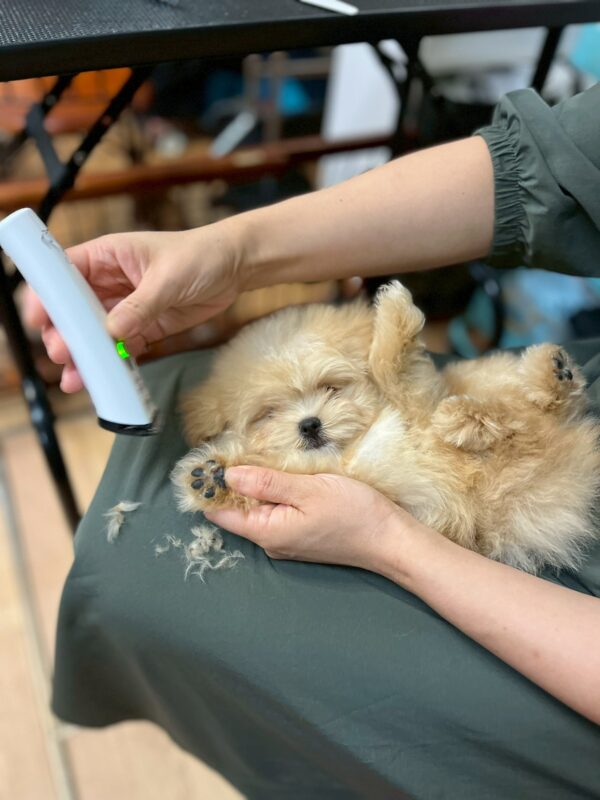 ボランティアトリミング