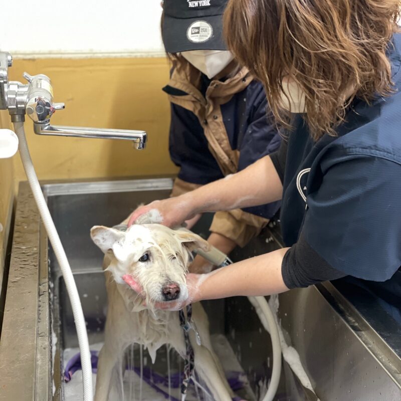 熊谷動物指導センター20251118