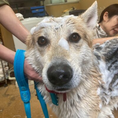 熊谷動物指導センター20251118_5