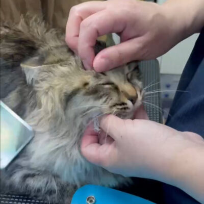 熊谷動物指導センター20251118_7