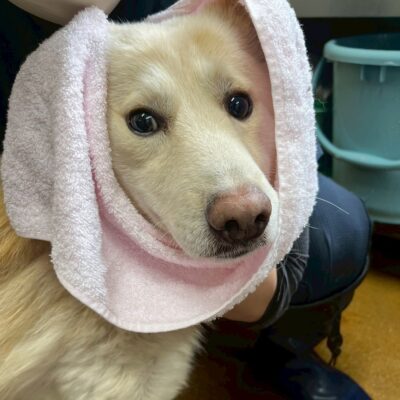 熊谷動物指導センター20251118_11