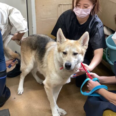 熊谷動物指導センター20251118_4