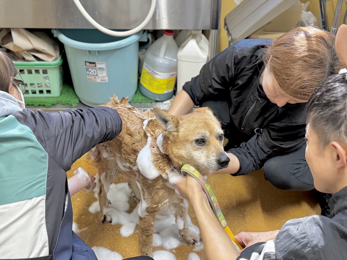 333 Dog-Care トリミングの道具店