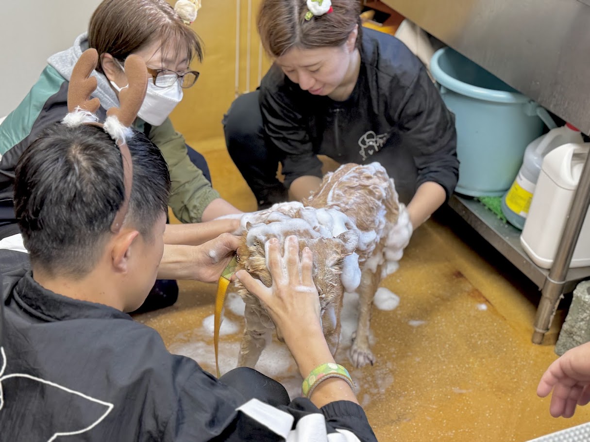 333 Dog-Care トリミングの道具店