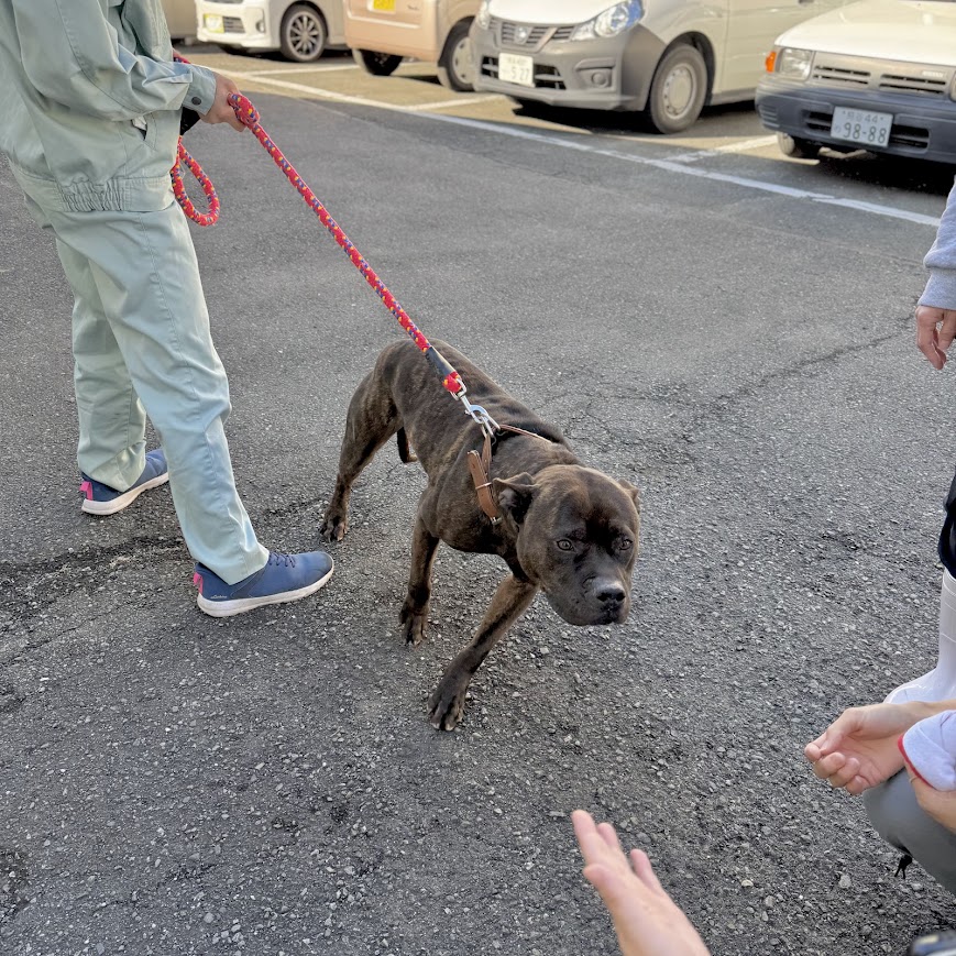 333 Dog-Care トリミングの道具店