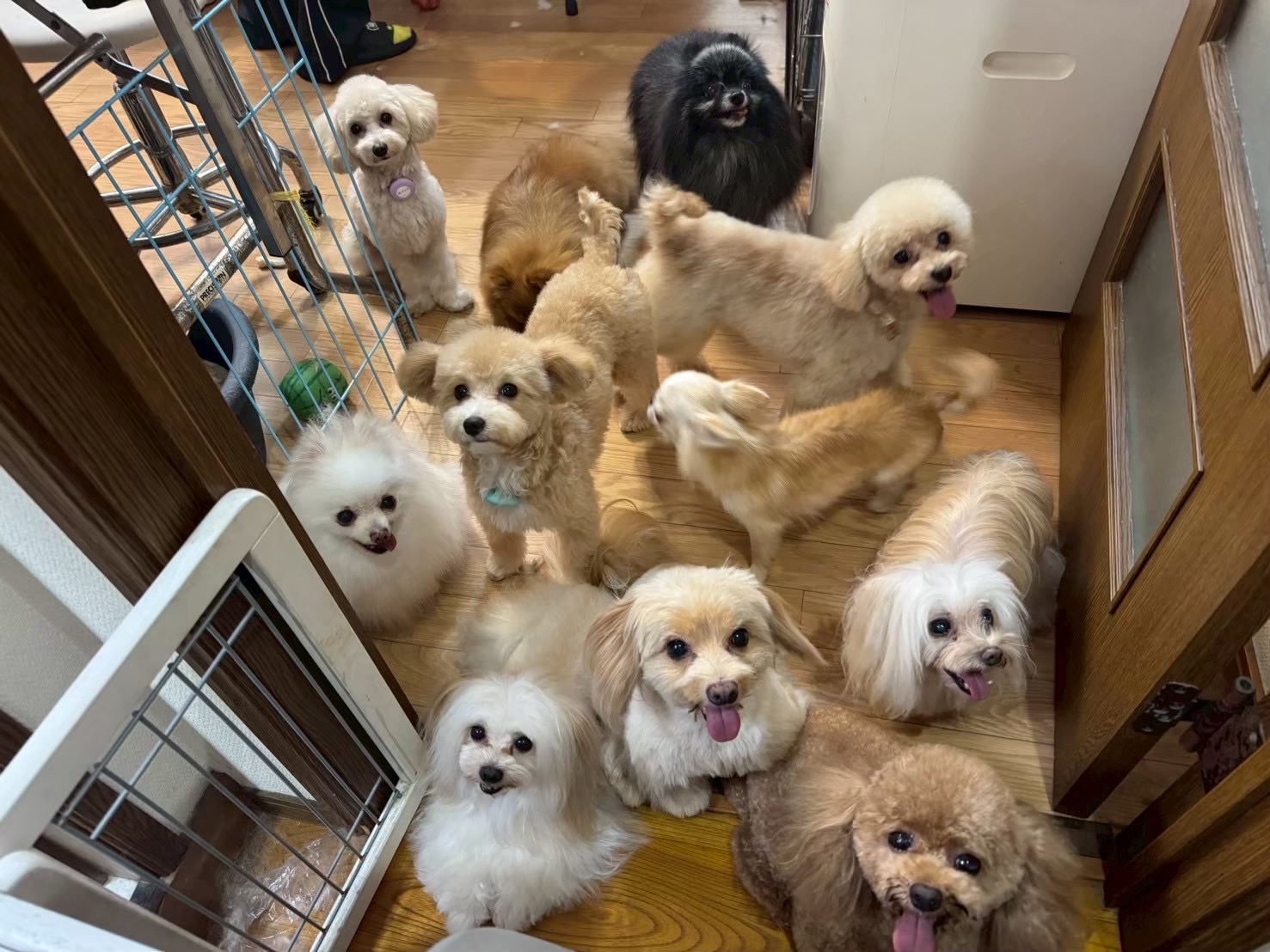 333サポーターズ　サンライズ募集開始！