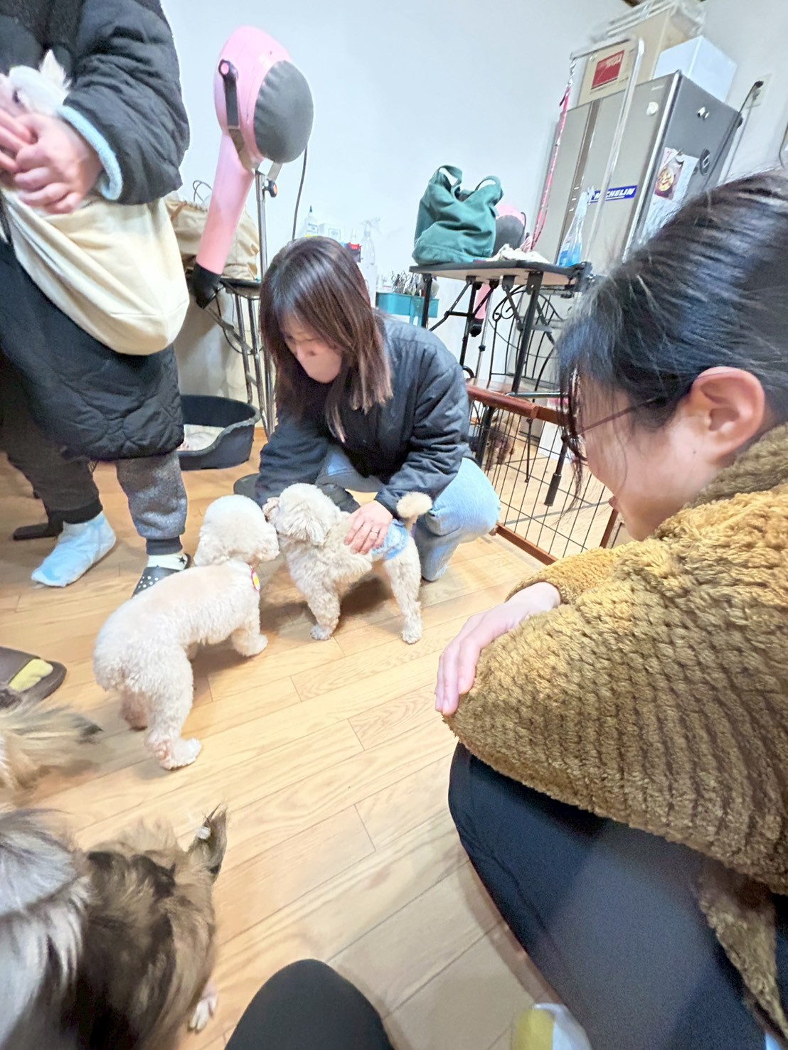 333 Dog-Care トリミングの道具店